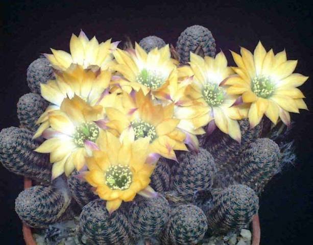 Rebutia_pygmaea